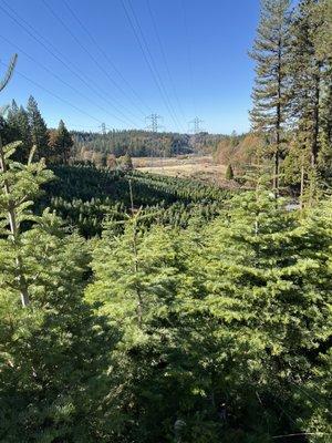 Tree farm