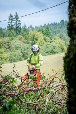 Trimming trees down to nothing