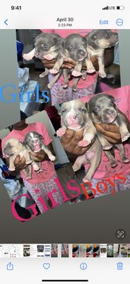 American bullies pups available