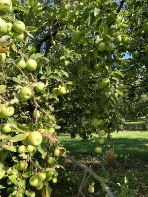 Hartland Orchard