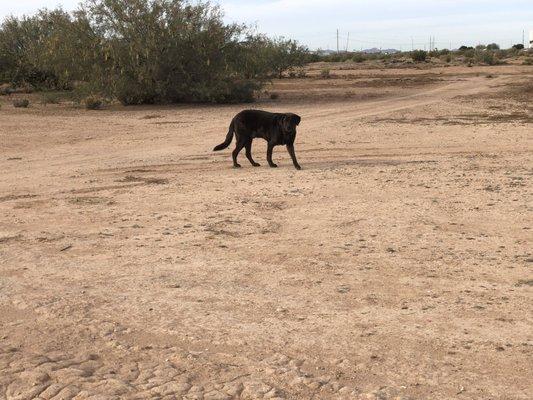 Dog at the open desert outside of park, N side. Nice place for pets.