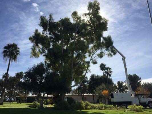 Eucalyptus reduction in progress at the fair grounds.