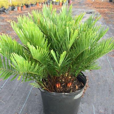 7 gal Coontie Palms