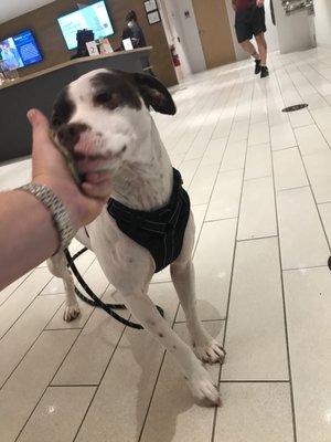 Dog in the dispensary