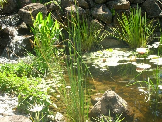 Serene pondscape