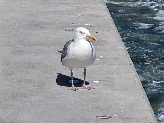 John the Seagull