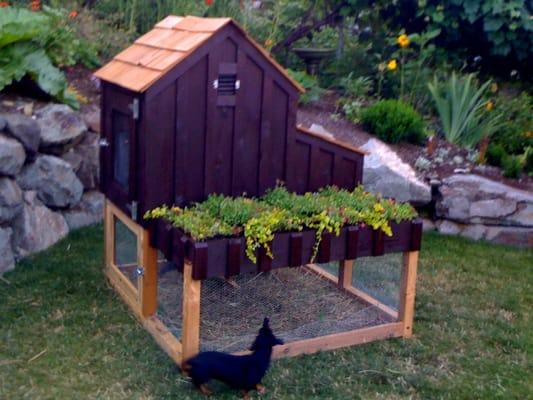 Saltbox with living roof over run