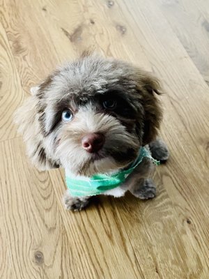 Puppy haircut!