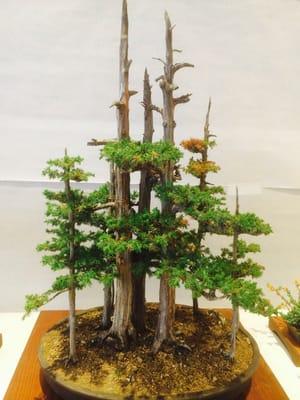 Bonsai Plant Display (this was my fav)