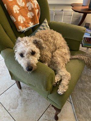 My pup, before we left home for the groomer. Doesn't want to leave home!