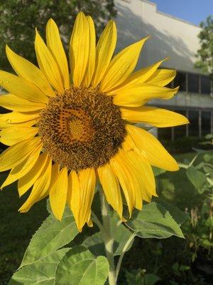 New sunflower garden outside!