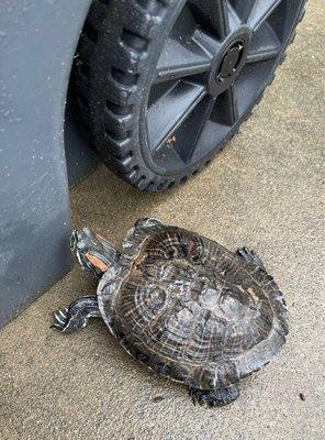 They took in this stray turtle found on our curb.