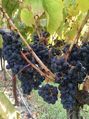 Bunches of Grapes in Napa