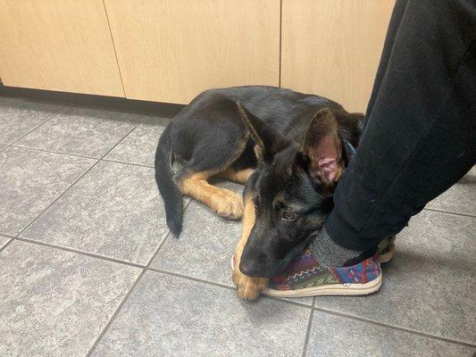 His first visit at this clinic. He barked the same amount at them but no one cursed at me that time declaring him an attack dog.