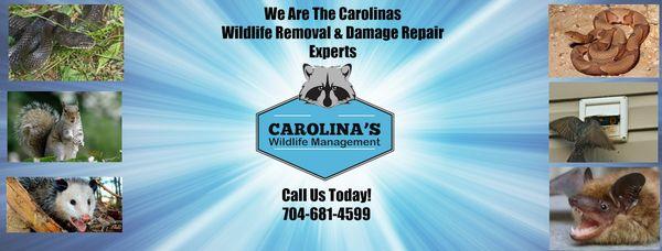 Carolinas Wildlife Management