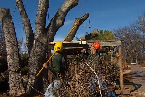 Tree Removal Service