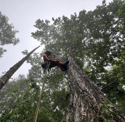 Canopy Care