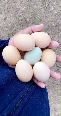 pick eggs daily from the coup