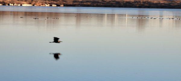 Blue Heron flying over Blue Heron Reservoir in winter