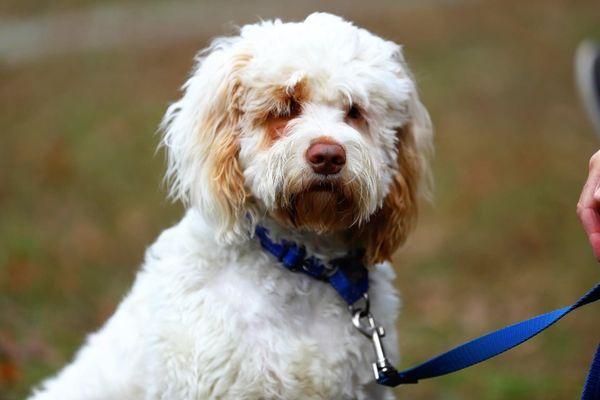 Remy, Australian Cobberdog