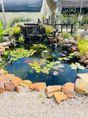 Koi pond with several fountains to chose from