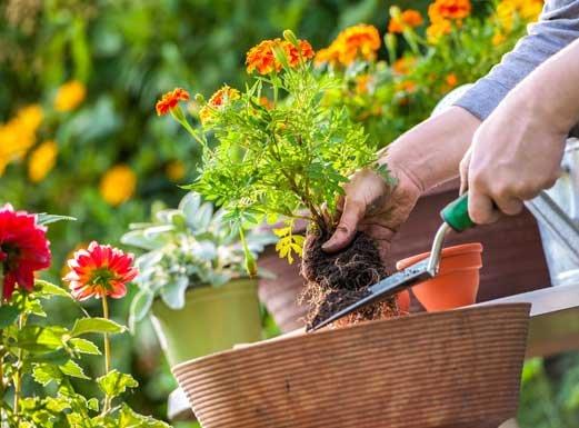 Garden Time