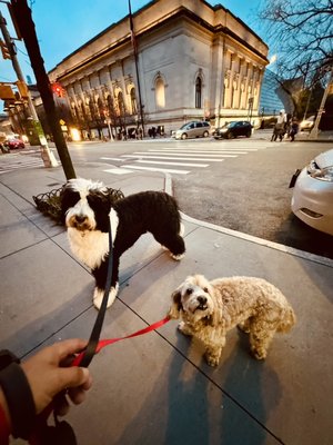 Our daily friends of Dog Walking services in Manhattan .