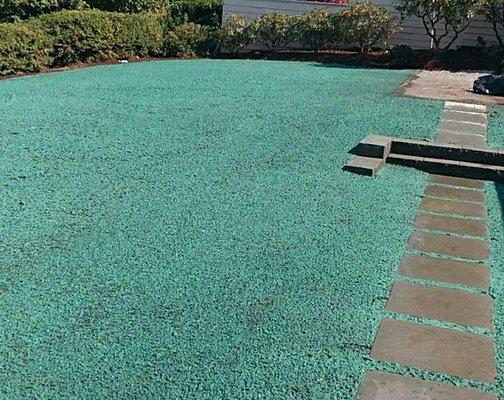 Hydroseeding in Olympia