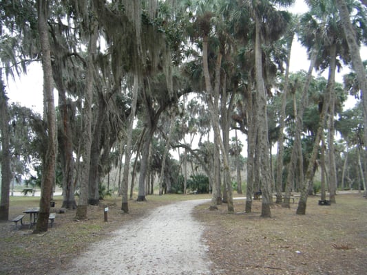 Hairy trees