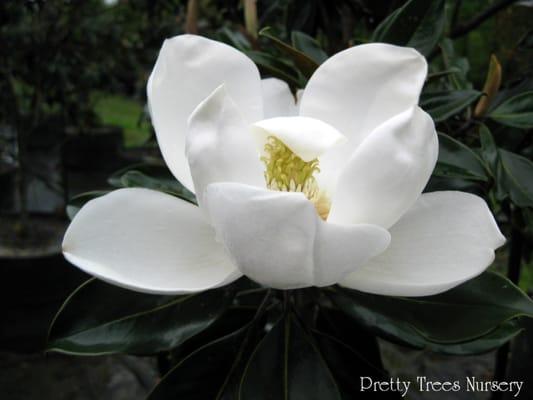 lil gem magnolia bloom