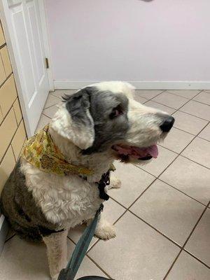 Maggie D. Moose enjoyed her visit at the Betsie River Vet Clinic.