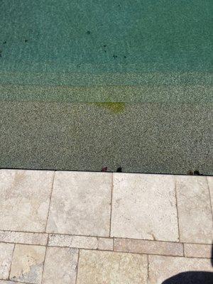 Algae- pool needs shocking.  No chlorine in pool