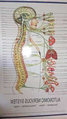 Autonomic Nervous System