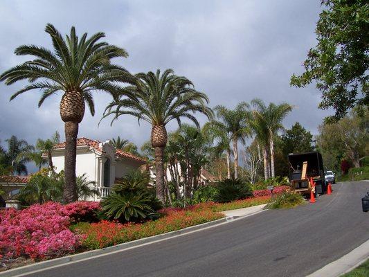 Palm Tree Maintenance Service in VIlla Park