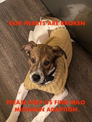 Please help us find Milo