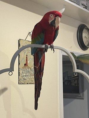 Got a glimpse of the parrot in the lobby of Star of the Sea