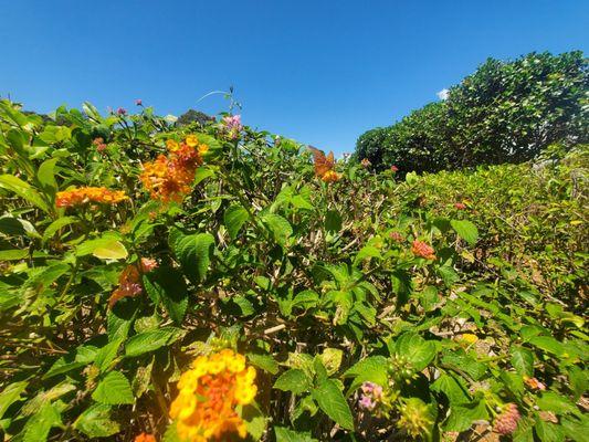 View of a butterfly on small bunches of Lantana (Lantana camara) flowers.