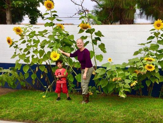 Sun flowers