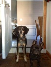 My Penelope and Arturo when I say the word "Happy Camper"
 Ears perk and head tilts..Like C'mon ma lets go!!!