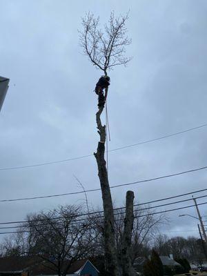 Venancio Tree Service & Landscaping