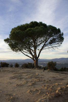 Wisdom Tree