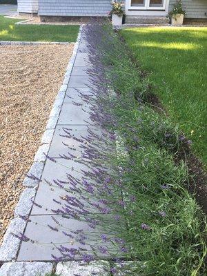 Lavender gracing the entrance and parking area.