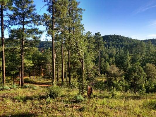 View from the Eagles Retreat of the Tonto National Forest.