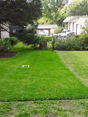 Sodding st Augustin grass.