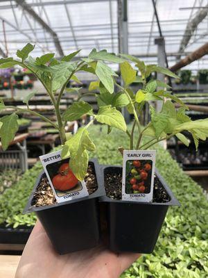 Better Boy and Early Girl Tomatos