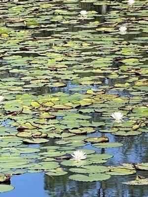 Pond, Lily Pads, Lotus