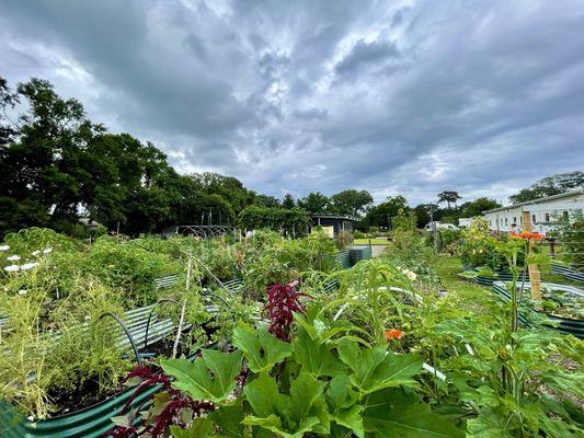 Beautiful garden (reserved plots but could always uses volunteers to water)