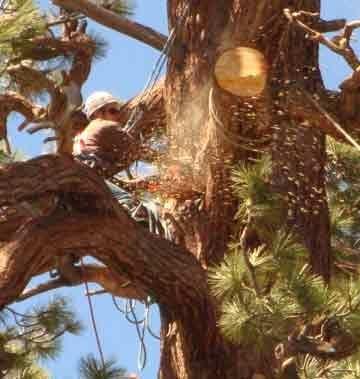 Trimming dead wood from an old growth Jeffery Pine