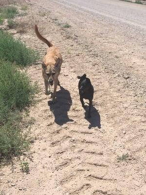 Two of my dogs having the time of their lives