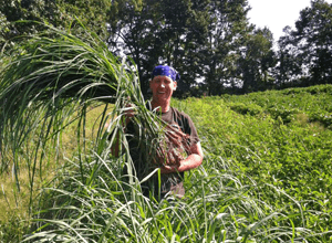 Dave picks some lemon grass.